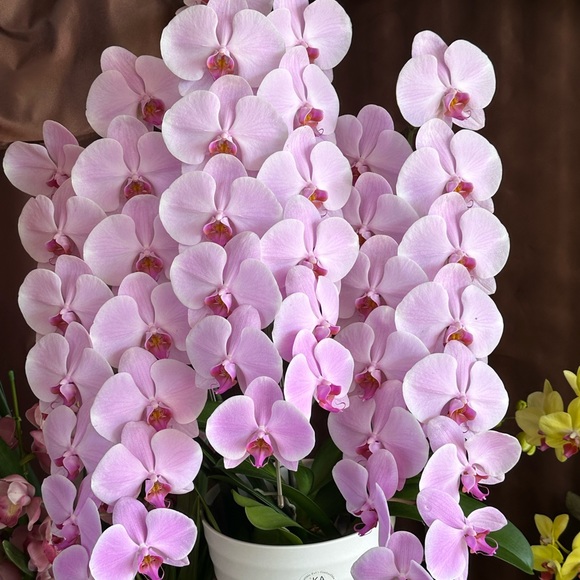 elouise5675